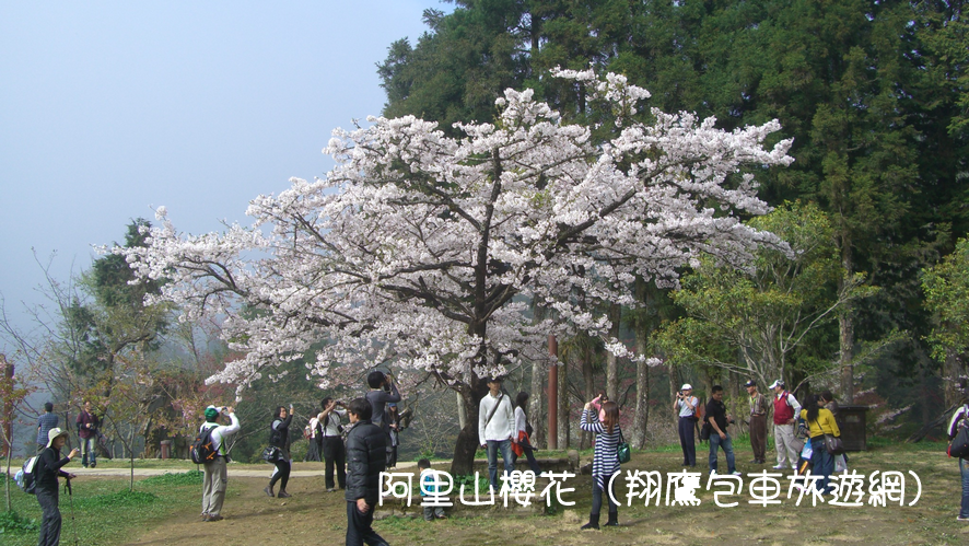 阿里山包車丨櫻花