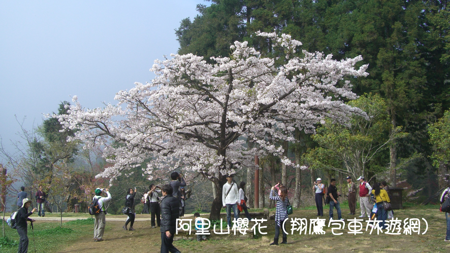 阿里山櫻花